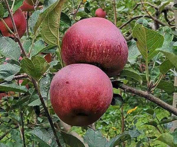 望鄉紅蘋果苗望鄉紅蘋果苗